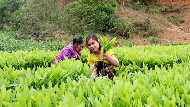 Farmers in Son Dong district, Bac Giang province at an acacia nursery