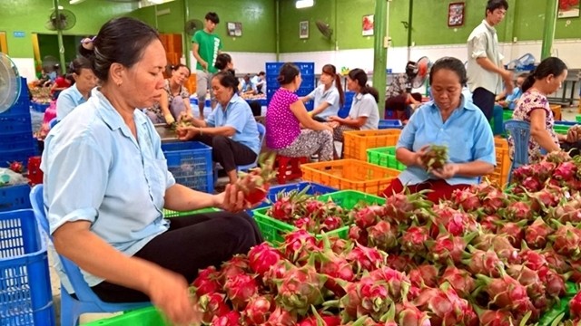 Vietnamese fresh fruits have been exported to many countries around the world, including fastidious markets.