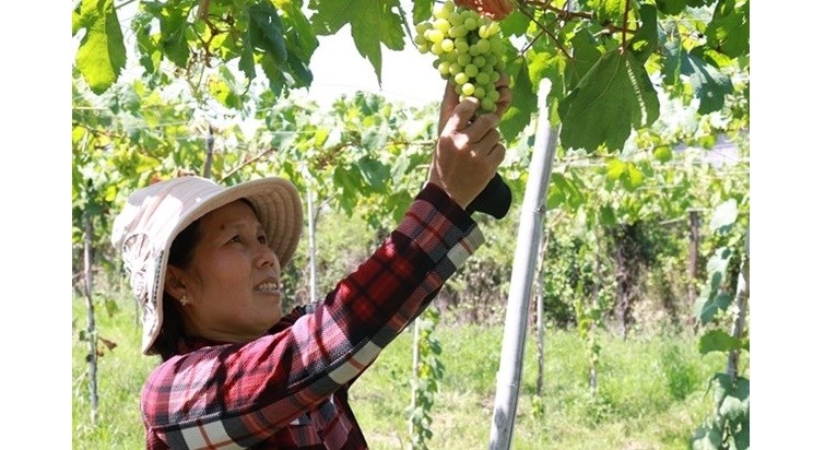 Truong Thi Thu Thao grows Scarlotta, a US red seedless grape variety, in Ninh Phuoc District’s Phuoc Dan Town. (Photo: VNA)