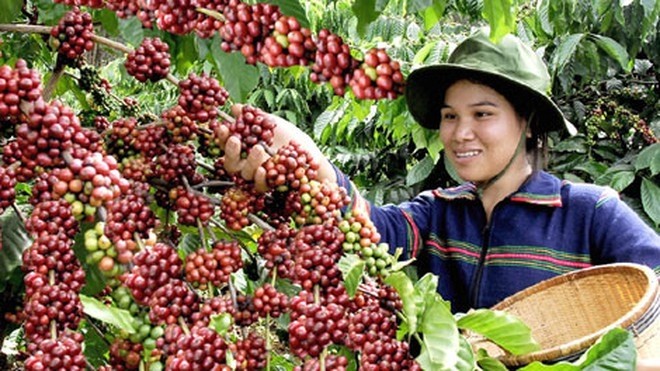 Vietnam has about 664,000 hectares of coffee plantations. 