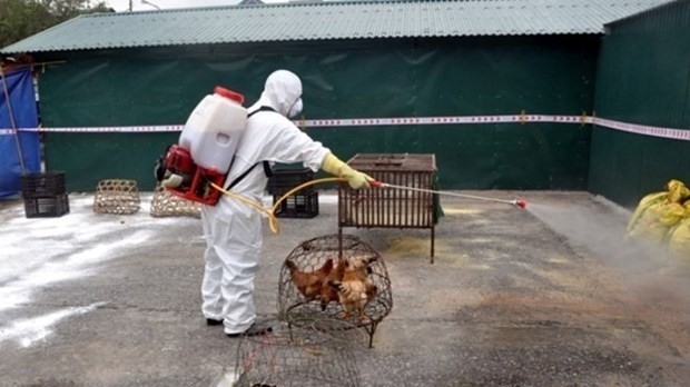Spraying antiseptic at poultry breeding farms prevents possible disease outbreaks (Photo: VNA)
