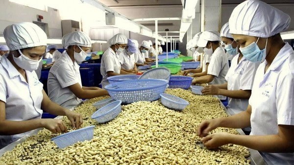 Vietnam gains year-on-year growth of 21% in cashew exports to the US in the first two months this year. (Photo: VNA)