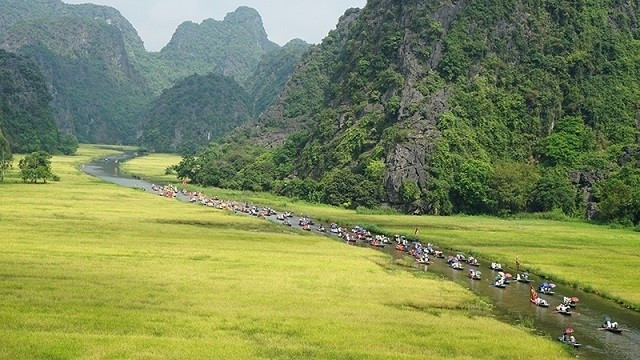 Yellow season along the Ngo Dong River, a magnificent scene (Photo: NDO/Le Hong)