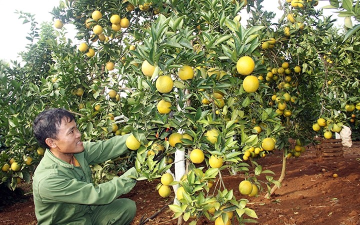 Local farmers earn hundreds of millions of Vietnamese dong from orange cultivation in Chieng Ban commune, Mai Son district, Son La province.