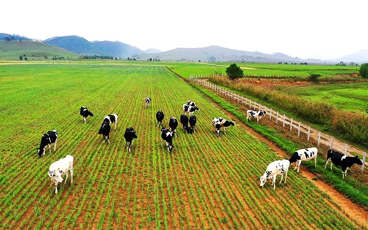 A dairy farm invested by Vinamilk on the Xiangkhoang Plateau in Xiangkhouang province, Laos.