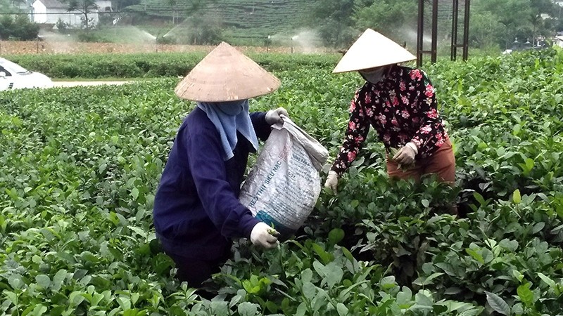 Tea harvest in Tan Cuong specialty tea area, Thai Nguyen Province.
