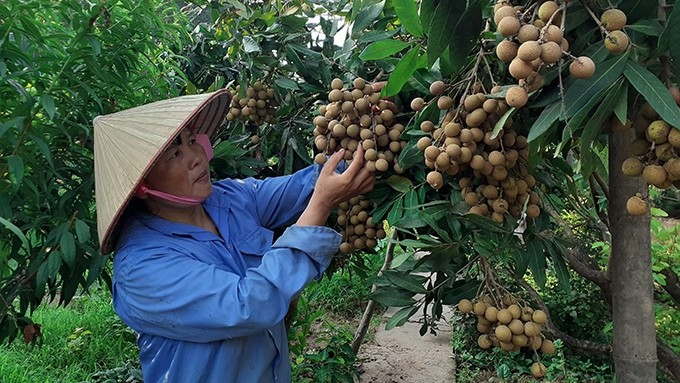 A local farmer in Hung Yen province harvests longan of the 2020 crop.