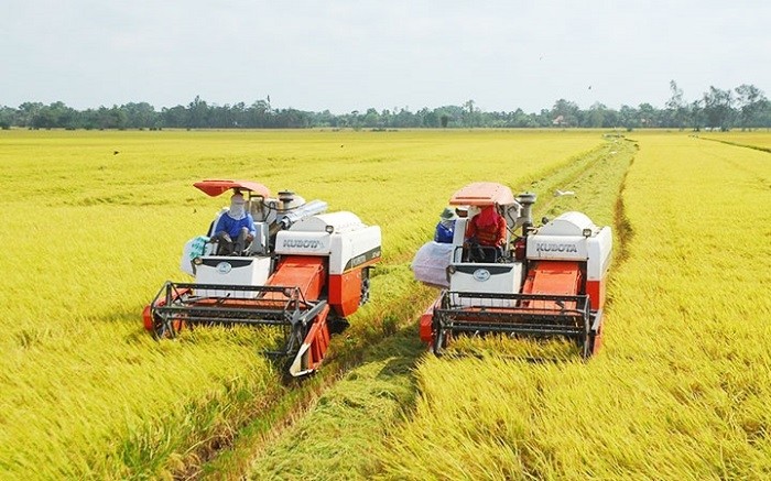 Rice harvesting in Vietnam's Mekong Delta region.