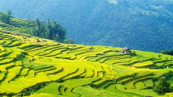 The forest and mountain in Y Ty Commune, Bat Xat District, Lao Cai Province create a golden carpet in the season of ripening rice.