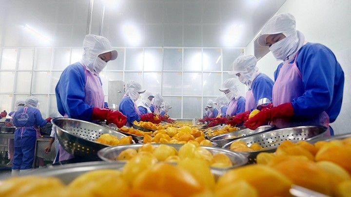 Export fruit production and processing complex of Nafoods Southern Joint Stock Company in Long An.