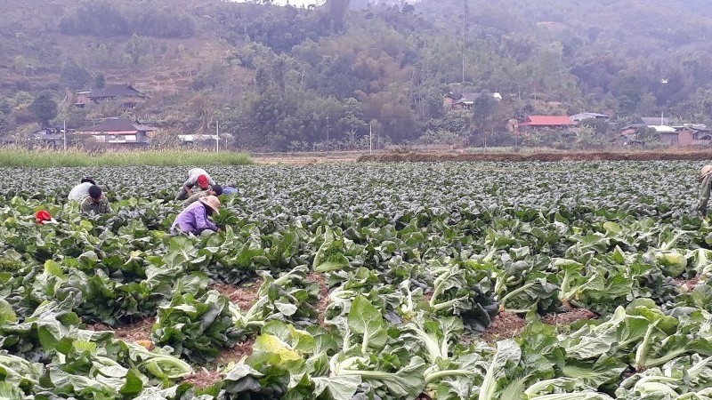 Farmers in Vu Muon are harvesting Japanese mustard plants.