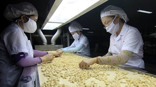 Processing cashew nuts for exports. (Photo: VNA)