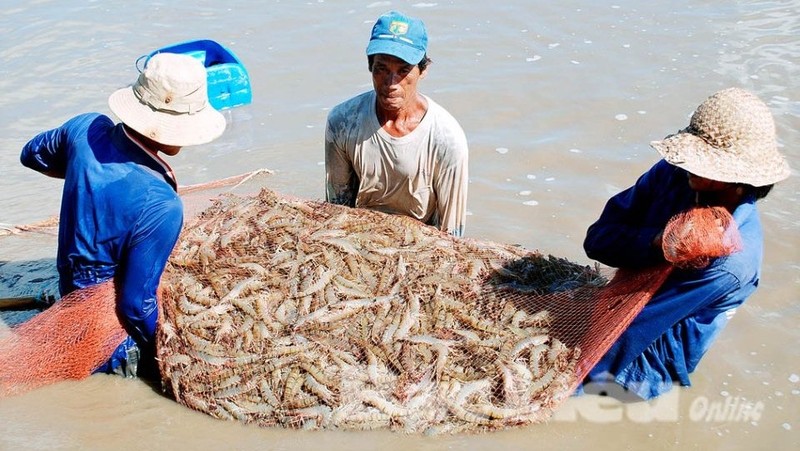 The Mekong Delta province is also striving to become the shrimp farming hub of Vietnam, in order to boost exports to other countries. (Photo: baclieuonline)