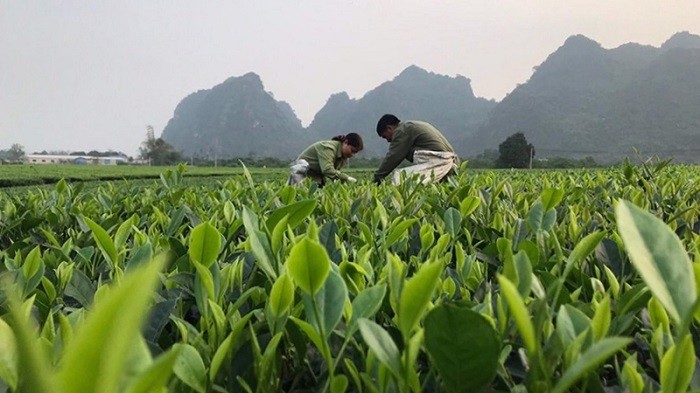 Harvesting organic tea at Song Boi Thang Long Two-Member Limited Company in Hoa Binh Province. (Photo: NDO/Van Nho)