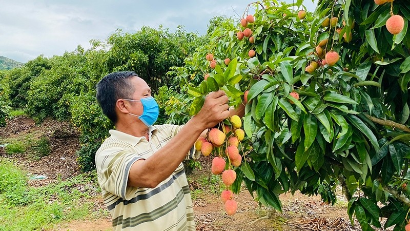 A farmer harvests early lychees in Bac Giang Province.