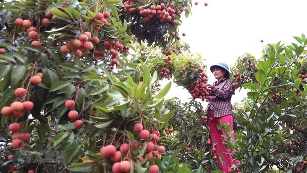“Thieu” lychee harvesting (Photo: VNA)