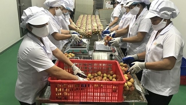 Processing of Hai Duong “thieu” lychee for export at the factory of Ameii Vietnam Joint Stock Company. (Photo: NDO/Quoc Vinh)