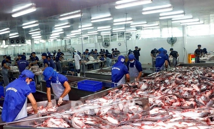 Processing tra fish for exports at Bien Dong Seafood Co., Ltd. in the Mekong Delta city of Can Tho. (Photo: VNA)